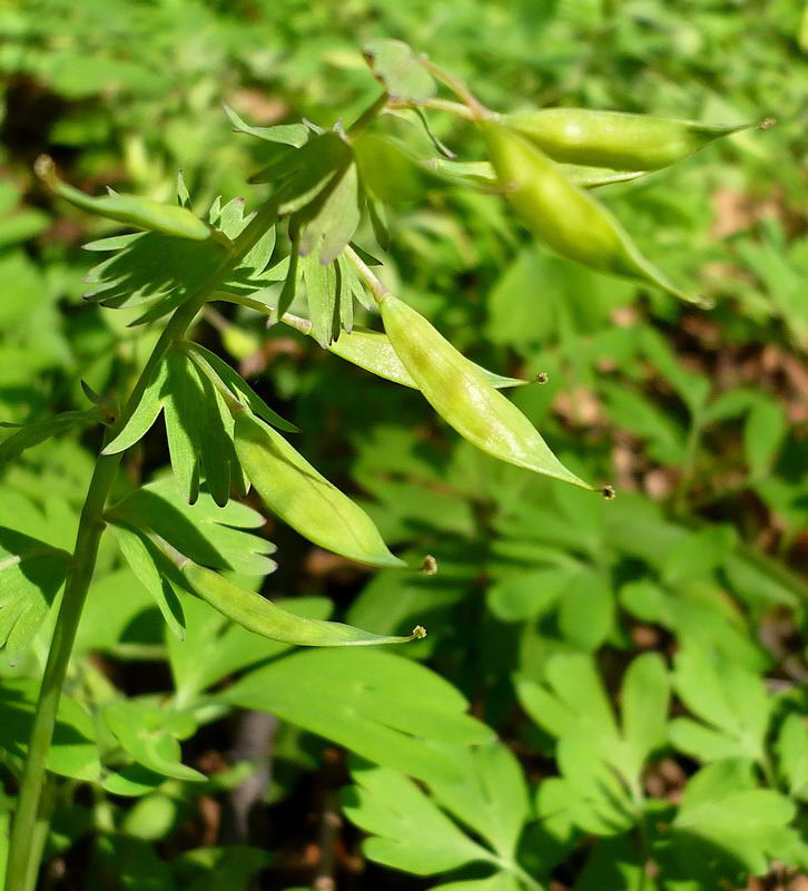Image of Corydalis solida specimen.