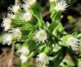 Petasites frigidus