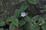 Strobilanthes tetraspermus