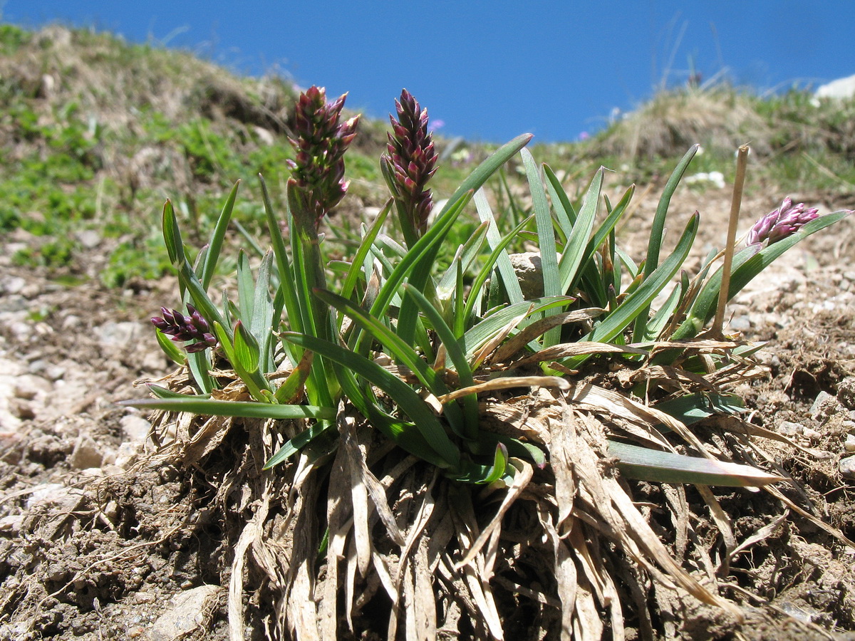 Image of Poa alpina specimen.