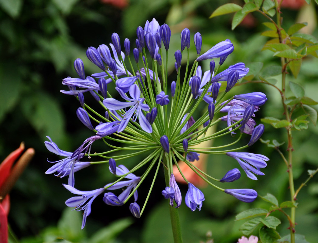 Image of Agapanthus africanus specimen.