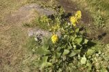 Ligularia subsagittata. Цветущее растение. Кабардино-Балкария, Зольский р-н, северный склон Эльбруса, долина Карачаул, травянистый склон. 18.08.2009.