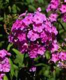 Phlox paniculata