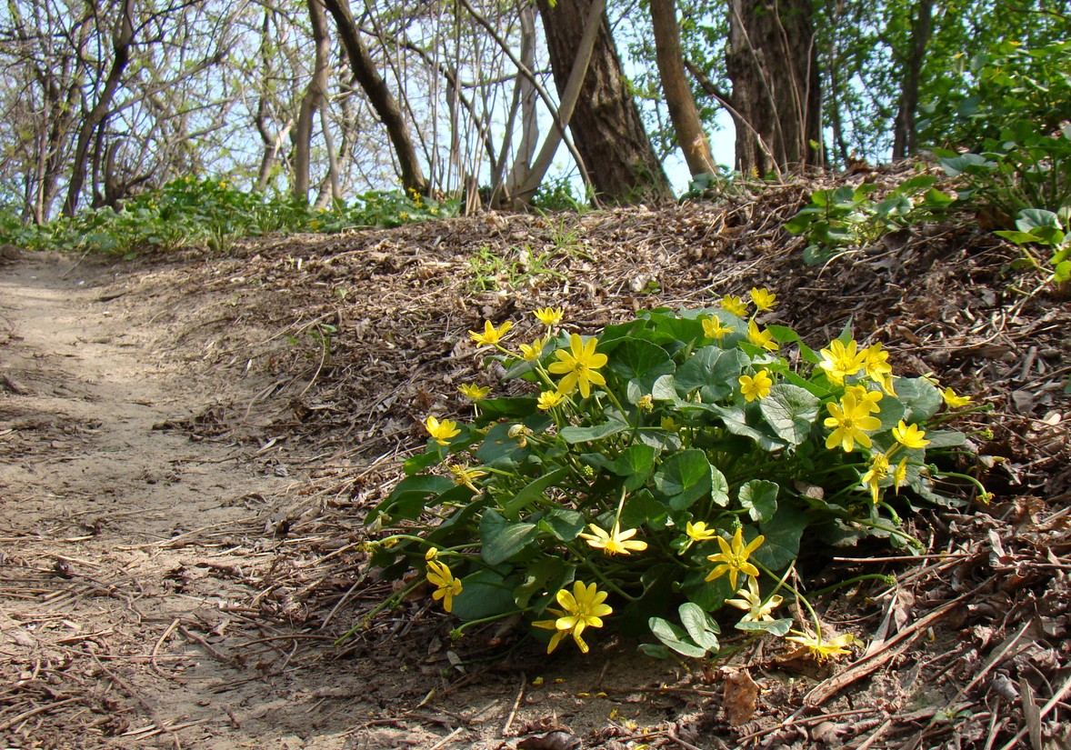 Изображение особи Ficaria calthifolia.