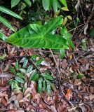 Alocasia longiloba. Плодоносящее растение. Малайзия, штат Саравак, национальный парк Бако; о-в Калимантан, влажный тропический лес. 08.05.2017.