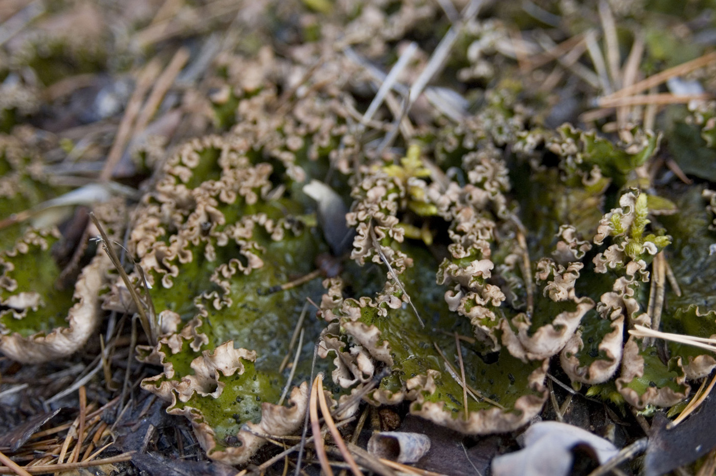 Image of genus Peltigera specimen.