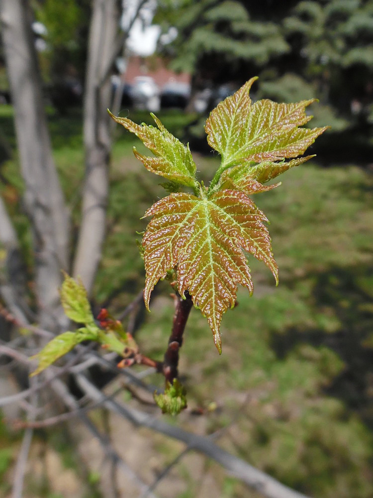 Image of Acer rubrum specimen.