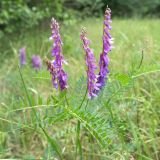 Vicia tenuifolia. Верхушки побегов с соцветиями. Крым, Бахчисарайский р-н, плато Мангуп-Кале. 19.05.2018.