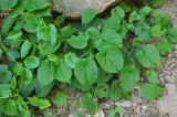 genus Calystegia. Вегетирующие растения. Республика Адыгея, левый борт долины руч. Сюк, широколиственный лес. 02.05.2018.