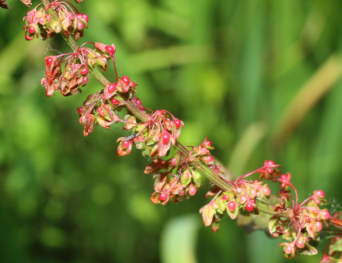 Image of Rumex obtusifolius specimen.