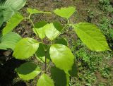 Calycanthus chinensis