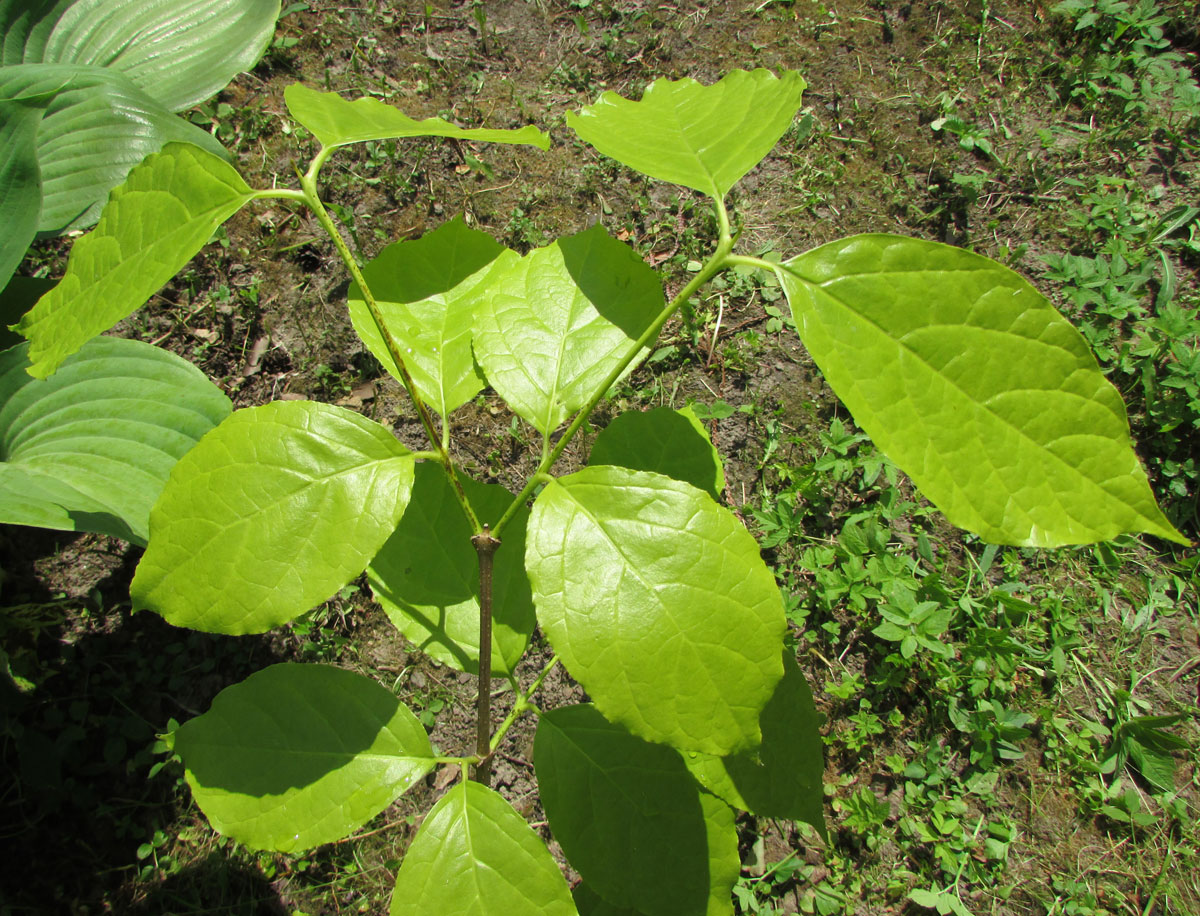 Изображение особи Calycanthus chinensis.