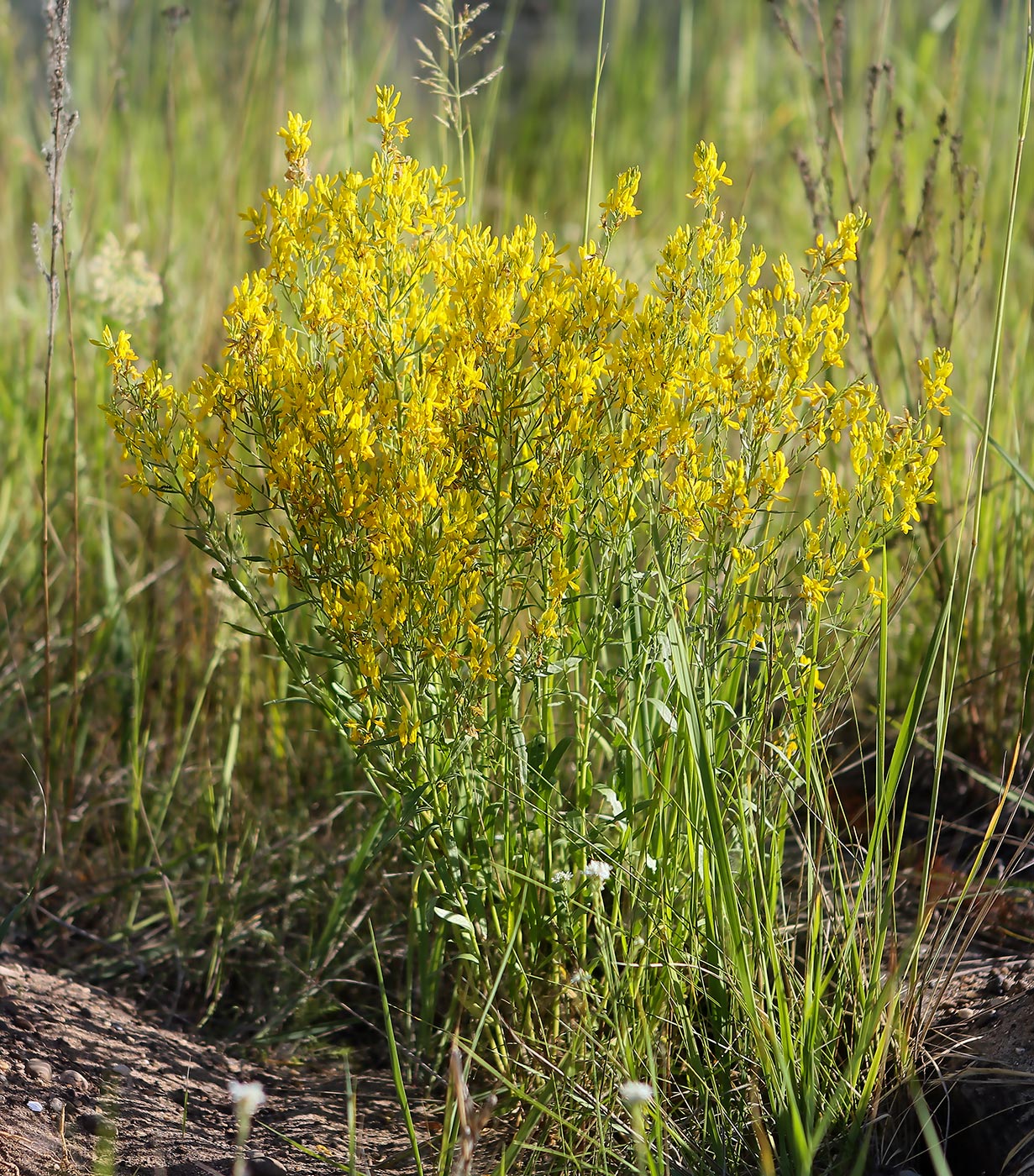 Image of Genista tinctoria specimen.