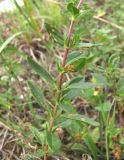 Helianthemum ovatum