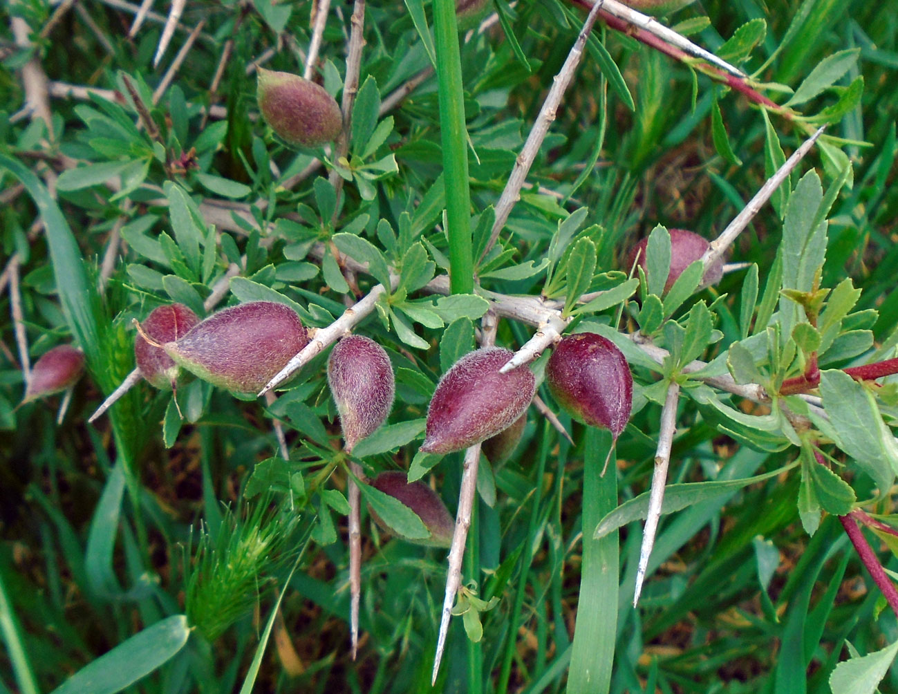 Изображение особи Amygdalus spinosissima.