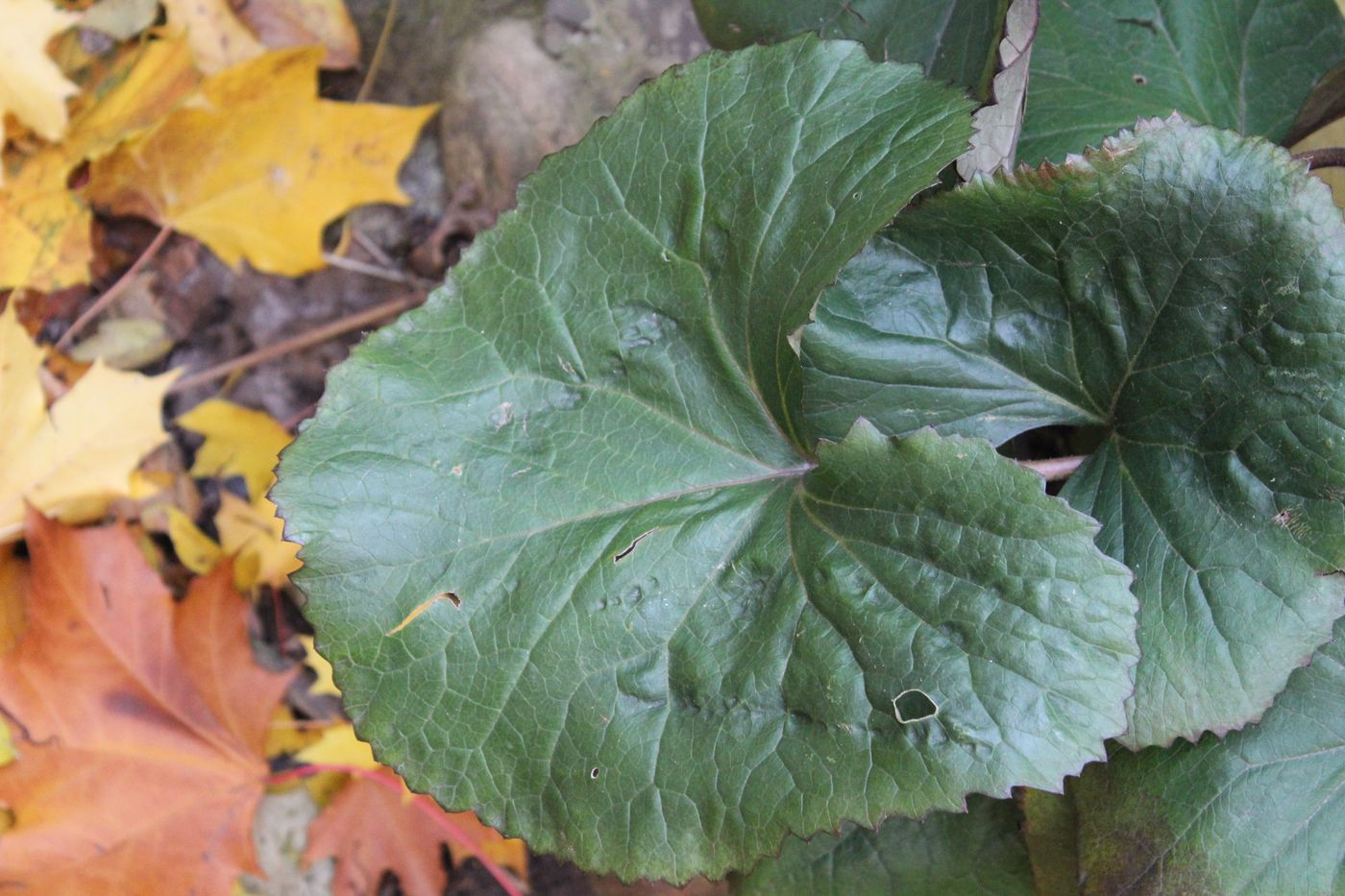 Изображение особи Ligularia dentata.