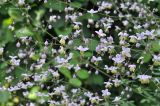 Thalictrum delavayi