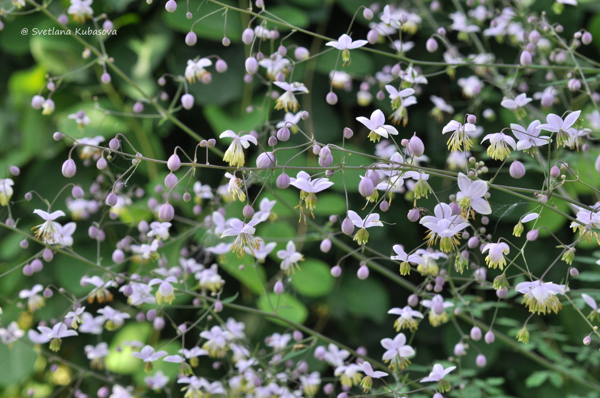 Изображение особи Thalictrum delavayi.