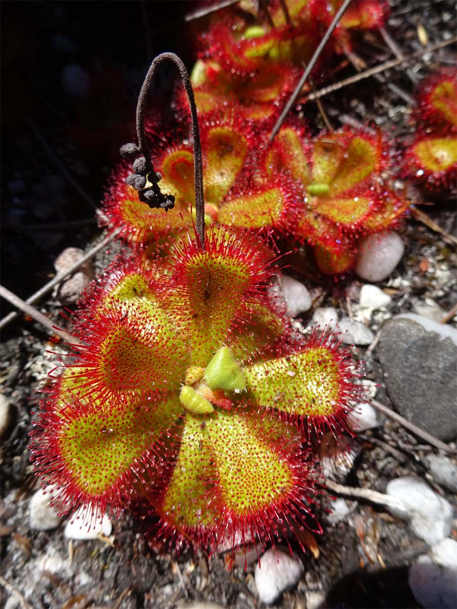 Изображение особи Drosera cuneifolia.