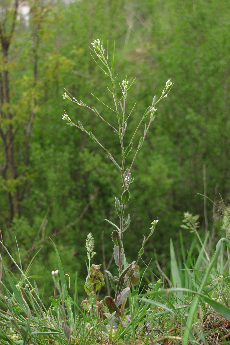 Изображение особи Arabis auriculata.