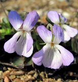 Viola rupestris. Цветки. Архангельск, на песчаной почве у ж. д. 14 мая 2010 г.