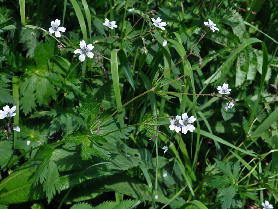 Image of Geranium krylovii specimen.