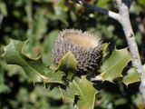 Quercus coccifera
