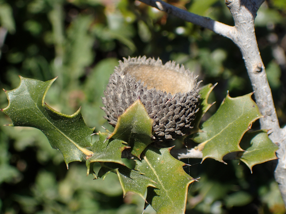 Image of Quercus coccifera specimen.