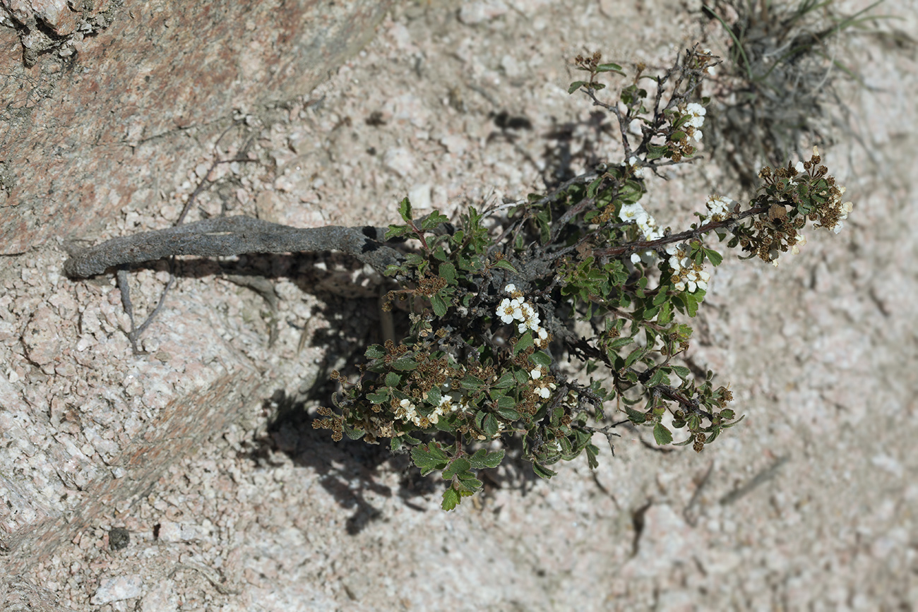 Image of Spiraea pilosa specimen.