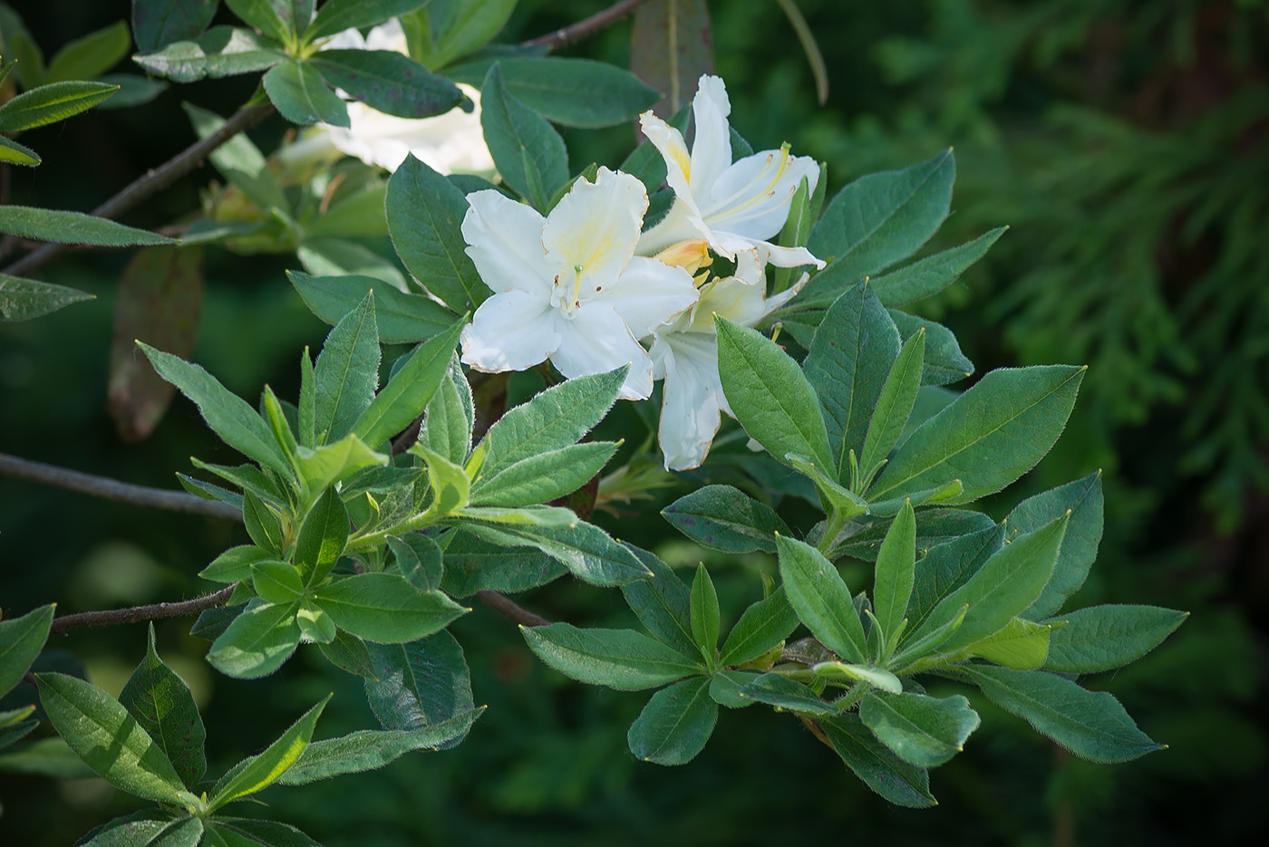 Image of genus Rhododendron specimen.