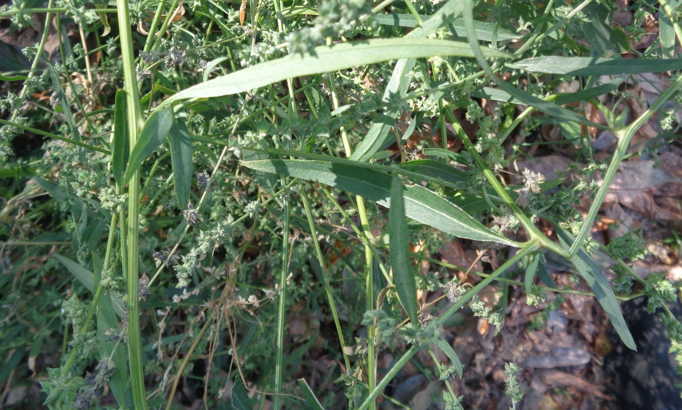 Image of Atriplex patula specimen.