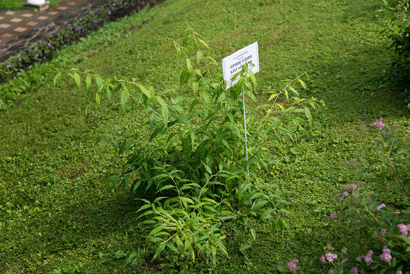 Image of Prinsepia sinensis specimen.