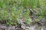 Veronica arvensis