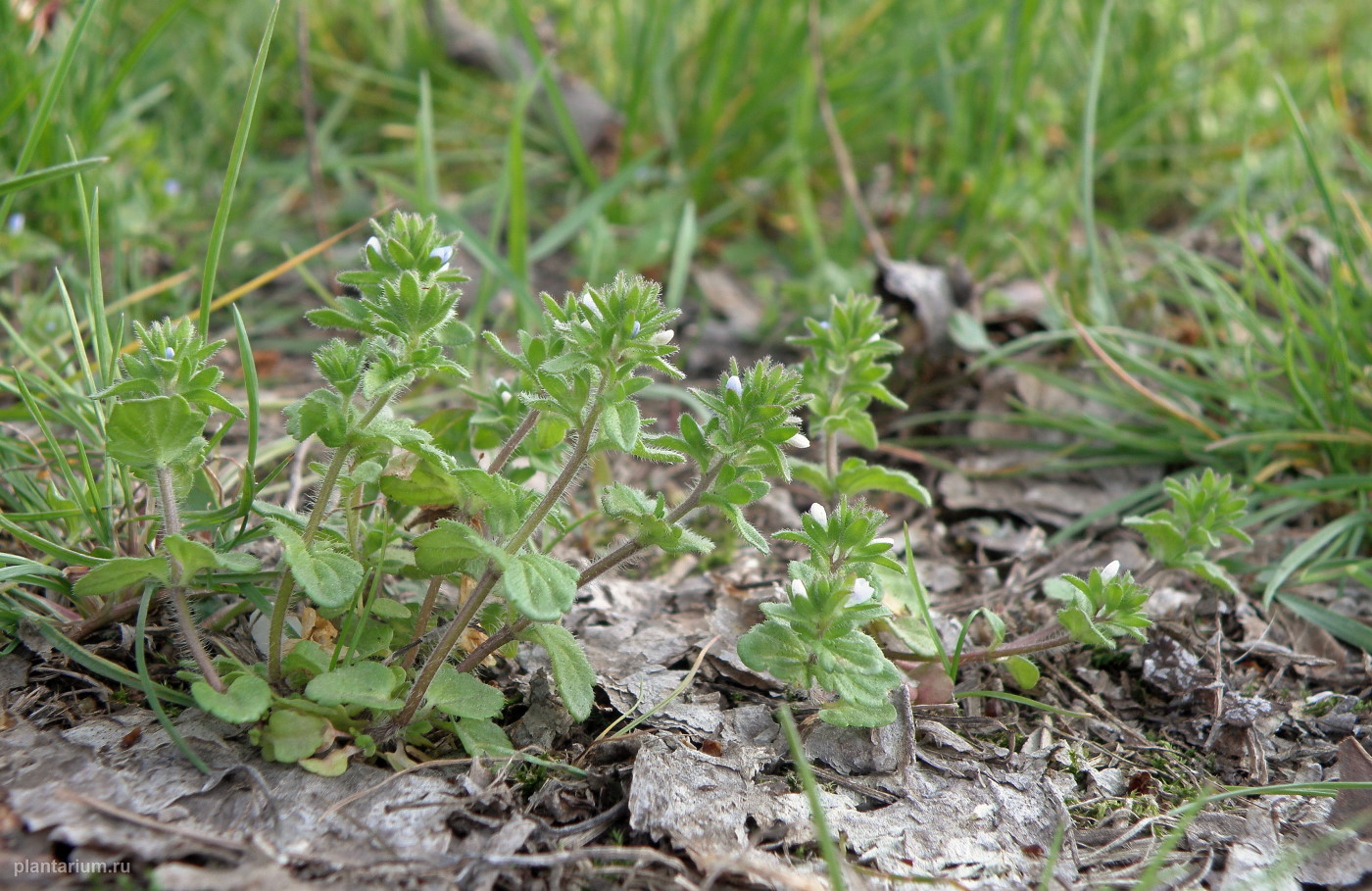 Image of Veronica arvensis specimen.