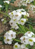 Crambe maritima. Часть соцветия. Крым, Арабатская стрелка, сообщество псаммофитов. 2 мая 2019 г.