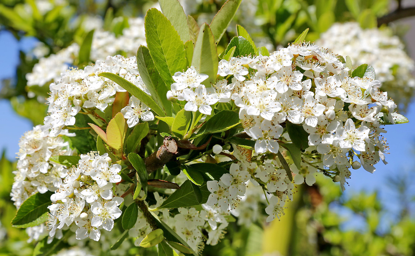 Image of genus Pyracantha specimen.