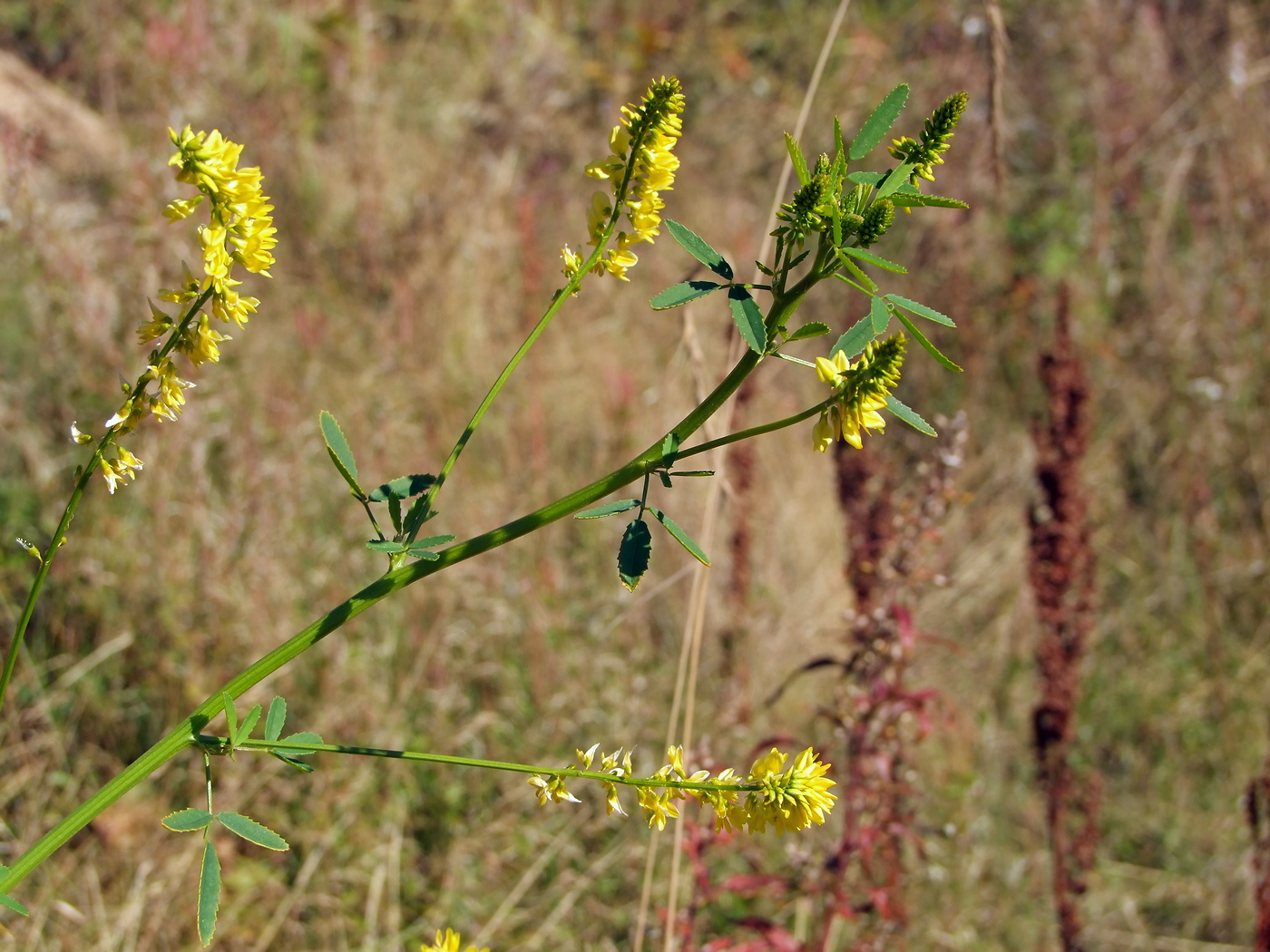 Изображение особи Melilotus officinalis.