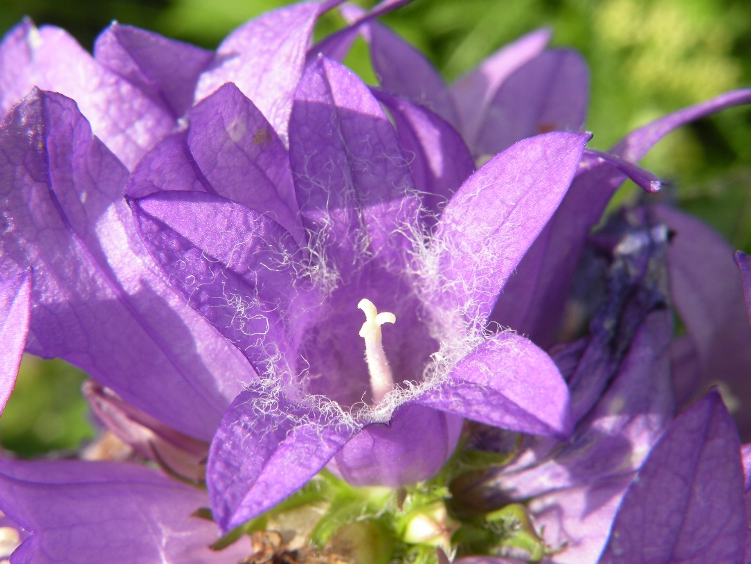 Image of Campanula glomerata specimen.