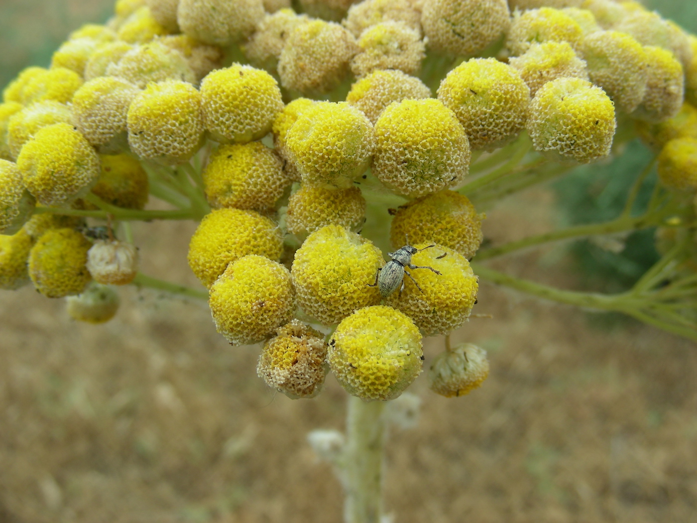 Изображение особи Handelia trichophylla.