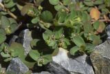 Euphorbia serpens