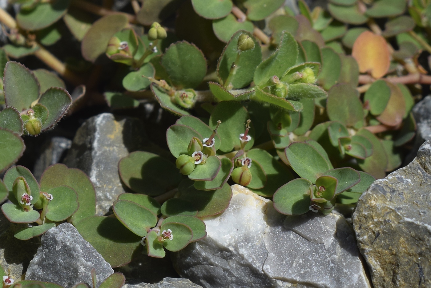 Изображение особи Euphorbia serpens.