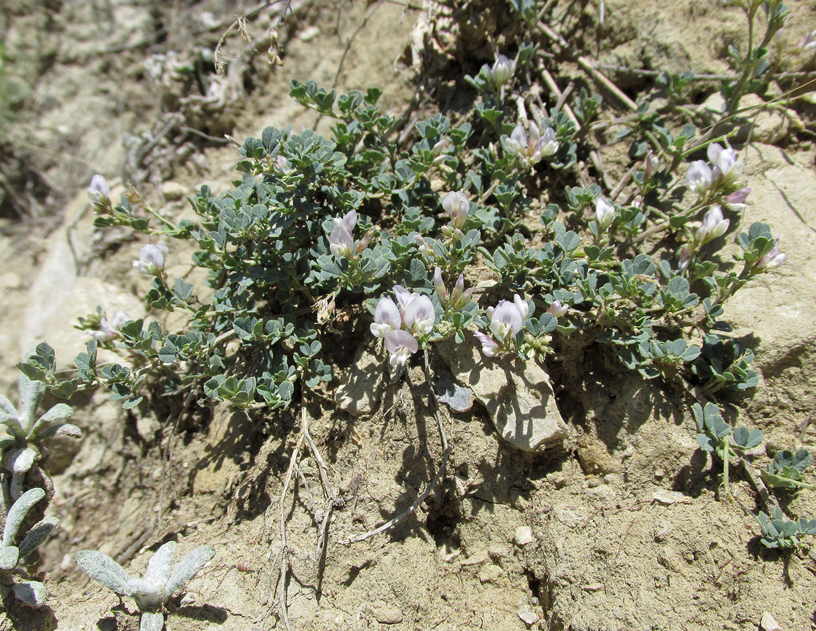 Image of Medicago daghestanica specimen.