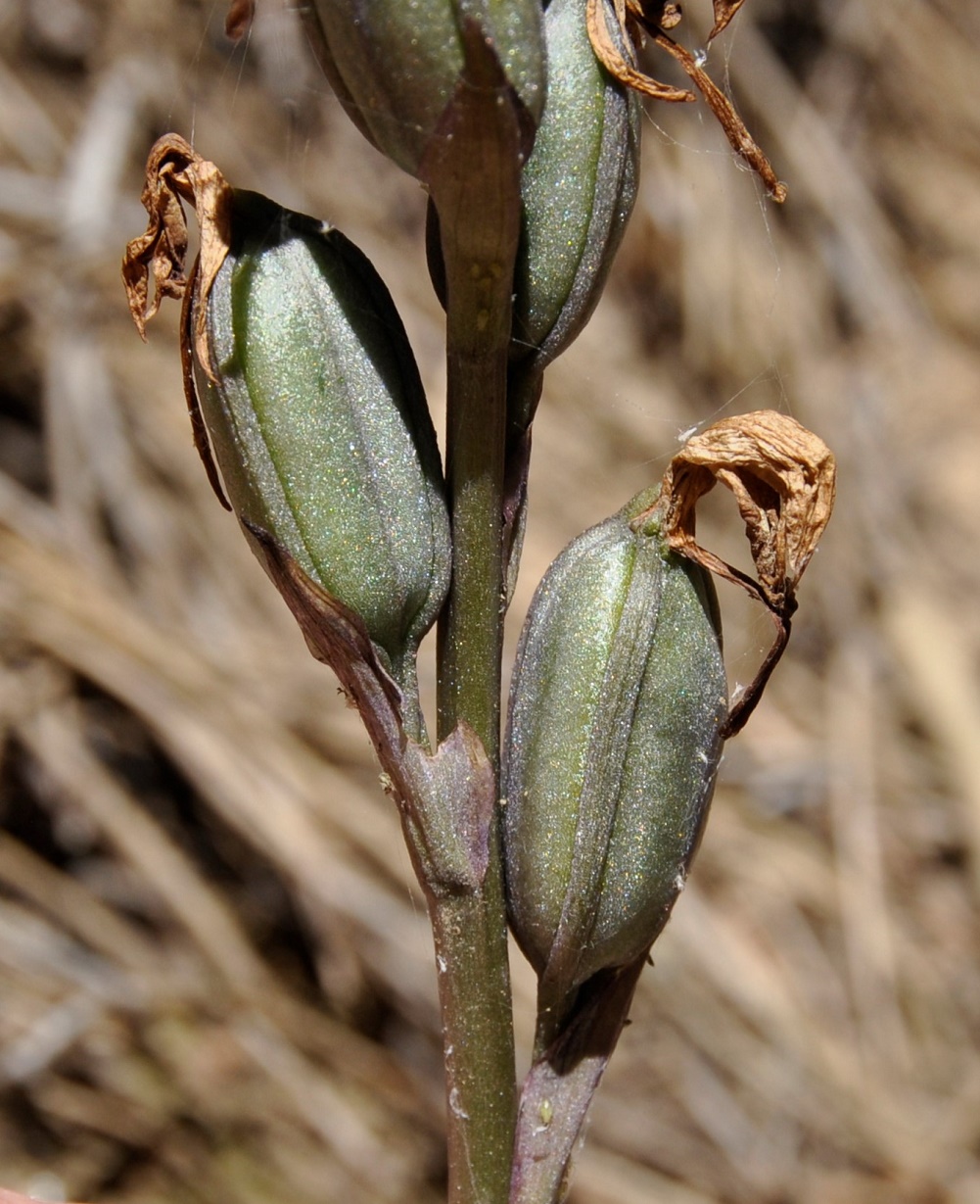 Image of Limodorum abortivum specimen.