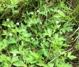 Geranium sibiricum