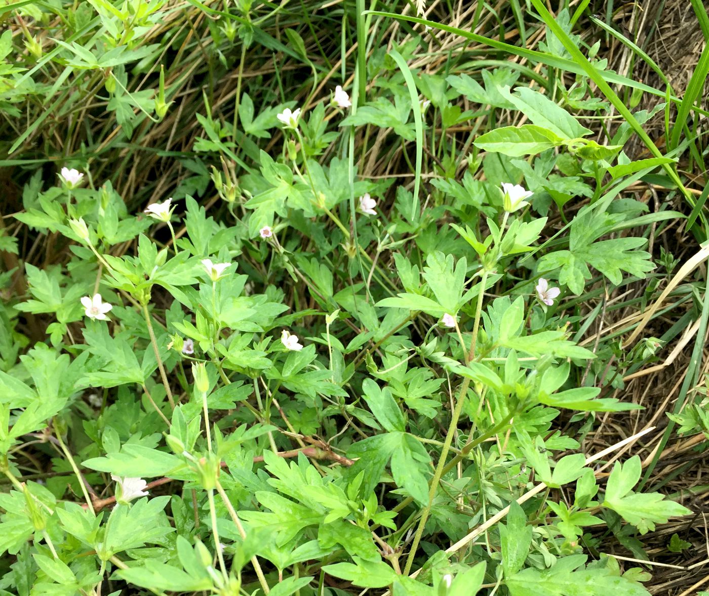 Image of Geranium sibiricum specimen.