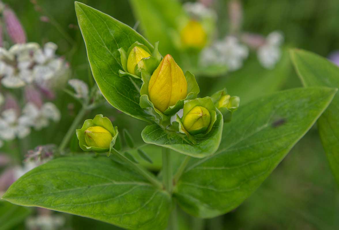 Изображение особи Hypericum ascyron.