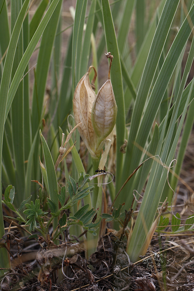 Image of genus Iris specimen.