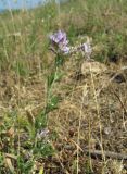 Medicago caerulea. Верхушка цветущего растения. Дагестан, г/о Махачкала, гора Тарки-Тау, нагорная степь. 31.05.2019.