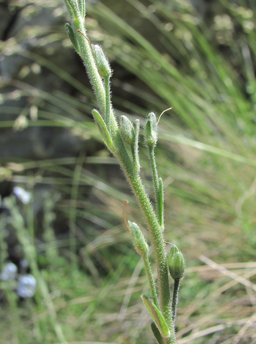 Image of Veronica gentianoides specimen.