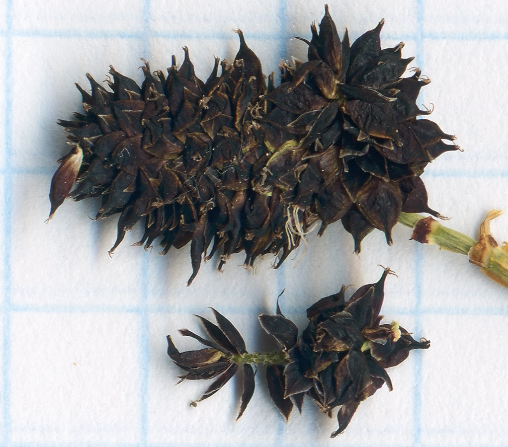 Image of Carex melanocephala specimen.